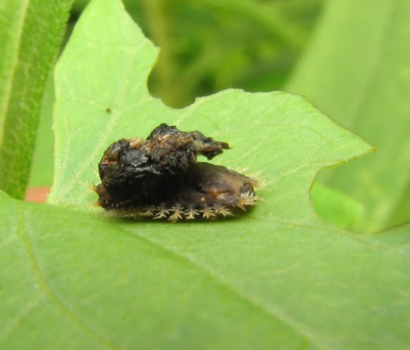 Golden Tortoise Beetle larva carrying its feces  © Beatriz Moisset. 2009